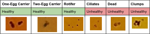 Breakdown of the 6 rotifer classes